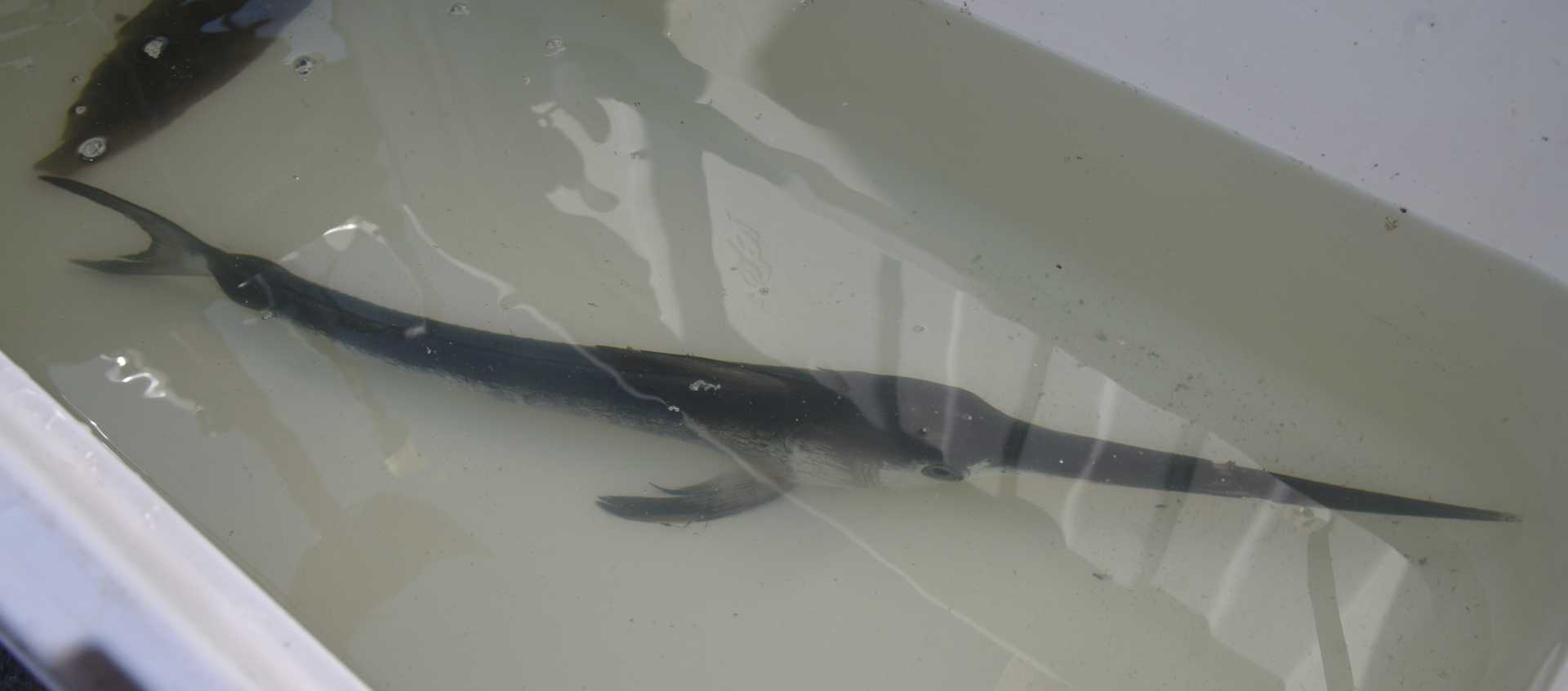 Incredibile: un piccolo di pesce spada nel Canale dei Pescatori